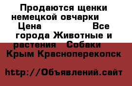 Продаются щенки немецкой овчарки!!! › Цена ­ 6000-8000 - Все города Животные и растения » Собаки   . Крым,Красноперекопск